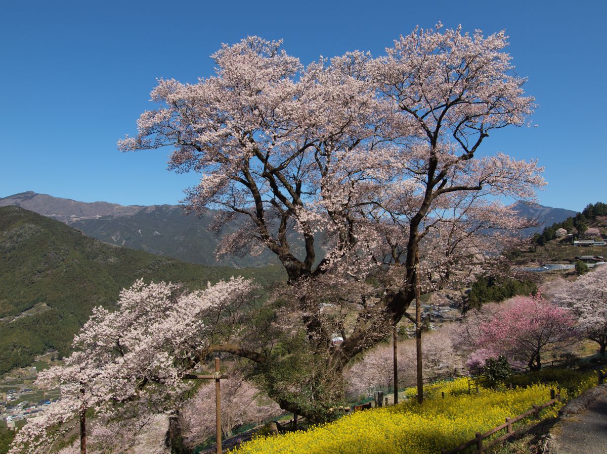 ひょうたん桜公園（高知県）