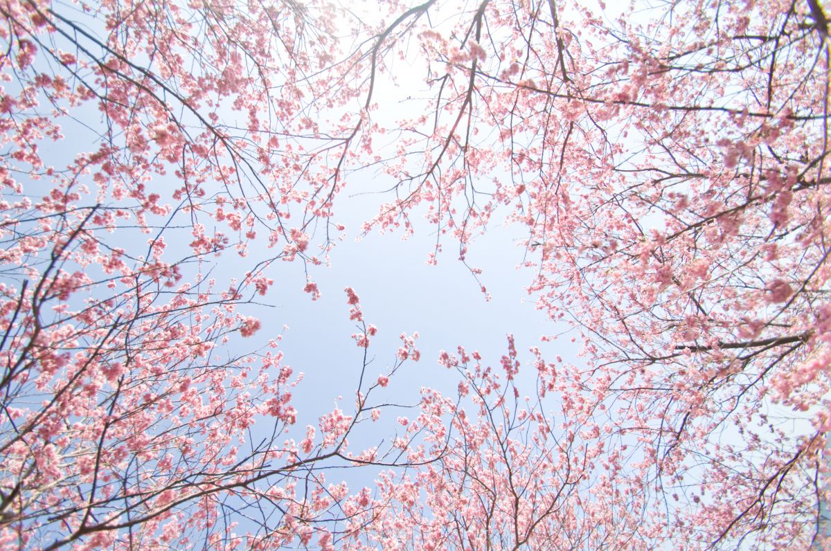 須崎 雪割り桜（高知県）