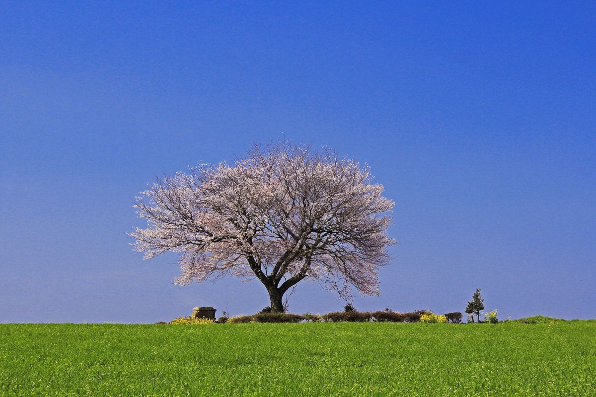 前原の一本桜（熊本県）