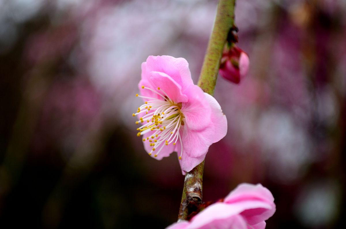 水前寺公園