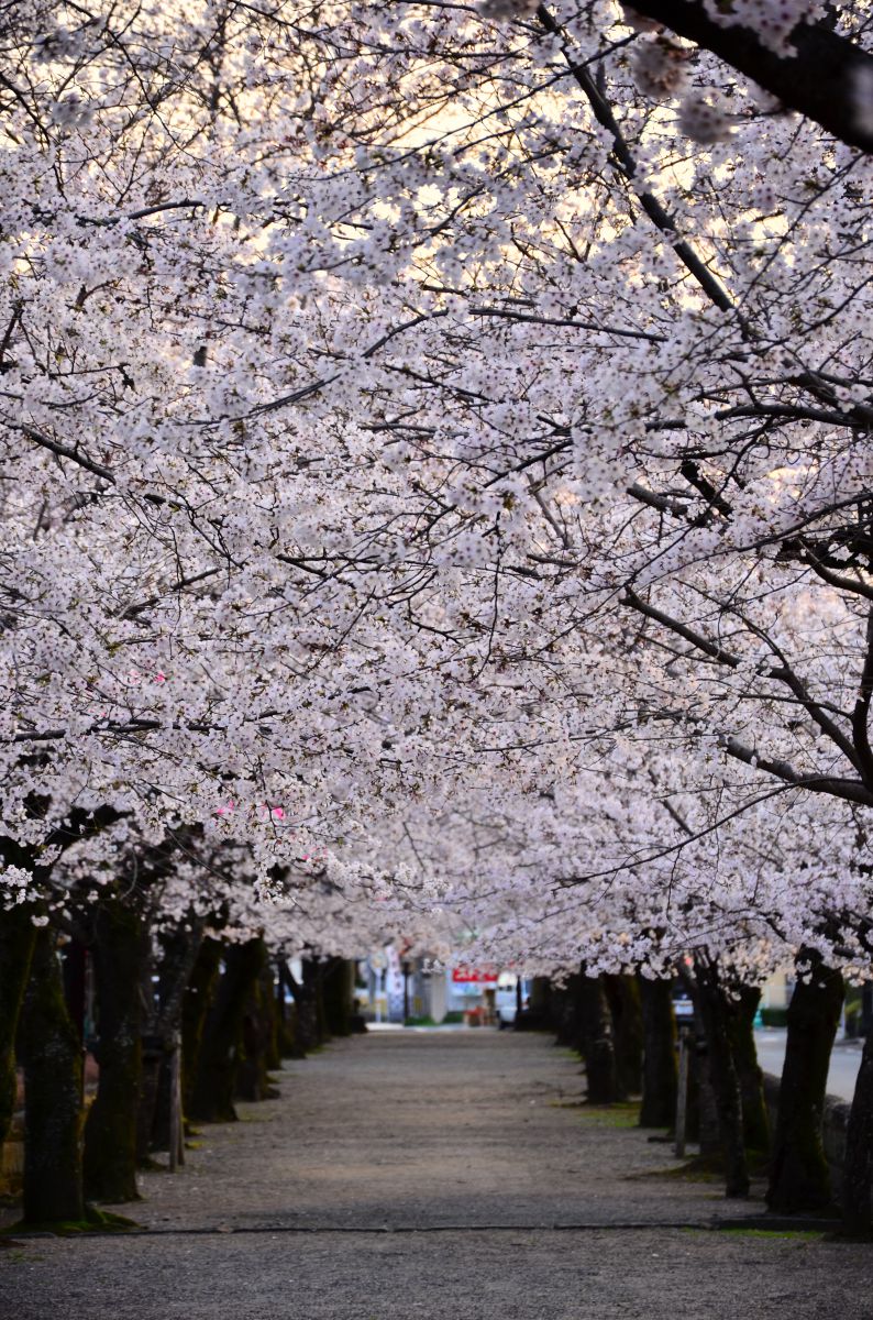 菊池神社（熊本県）