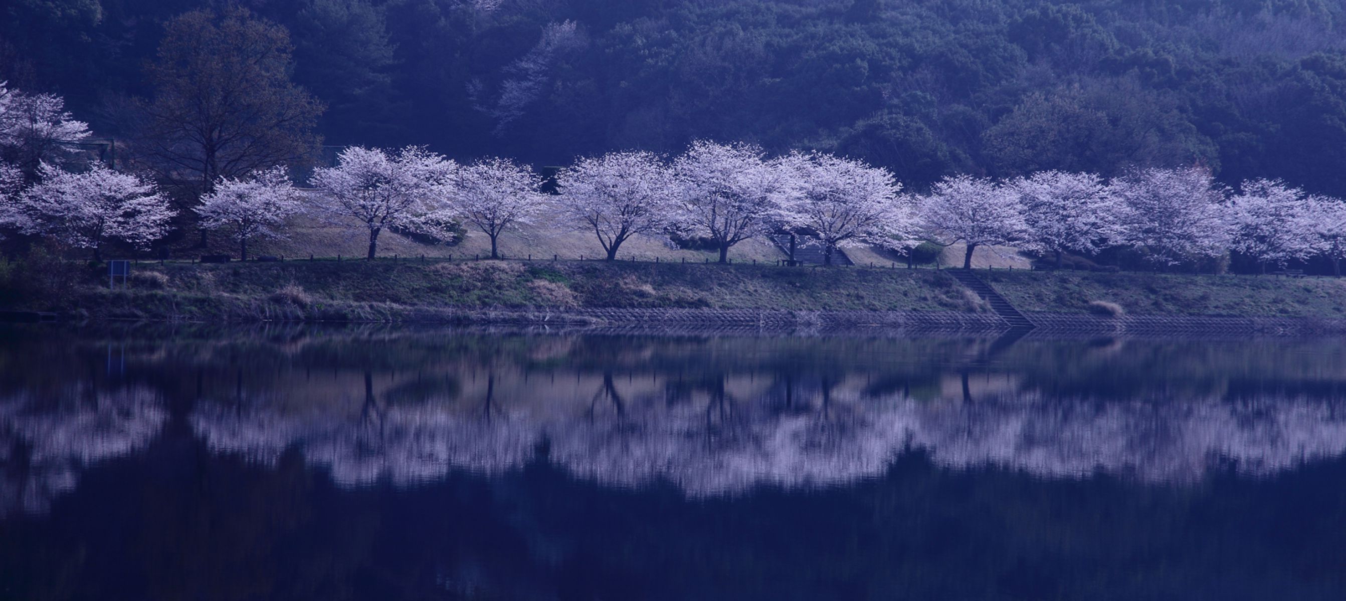 蒲生の池