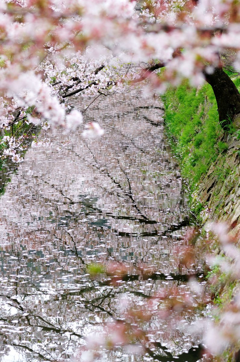 哲学の道（京都府）