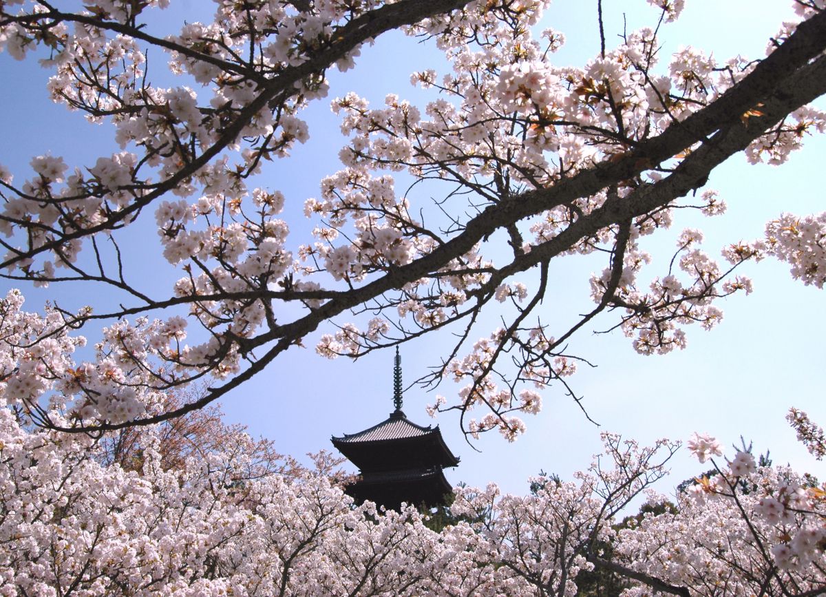 仁和寺（京都府）