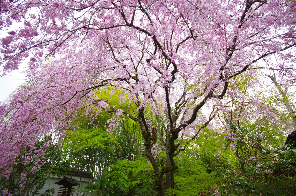 妙心寺 退蔵院（京都府）