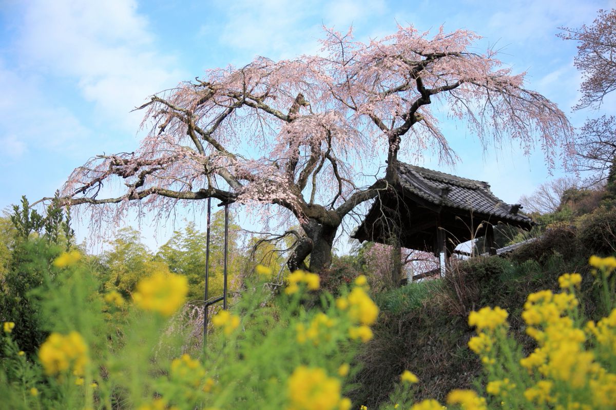 地蔵禅院