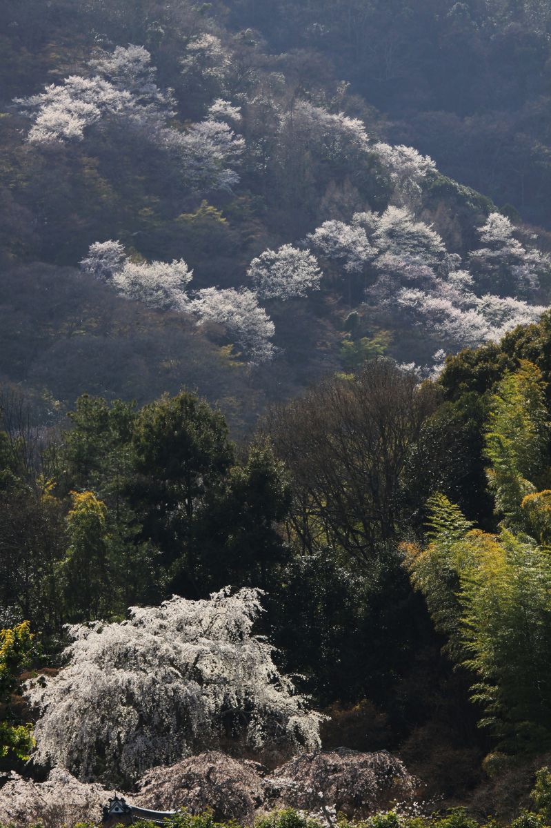 嵐山（京都府）