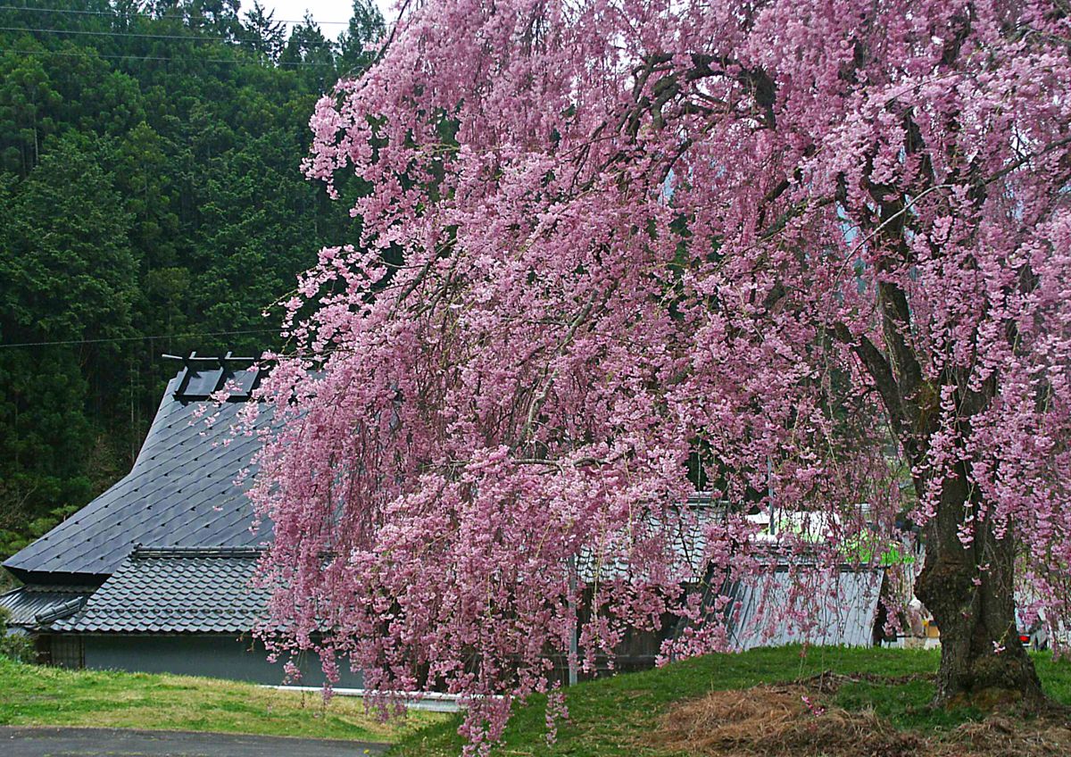 常照皇寺