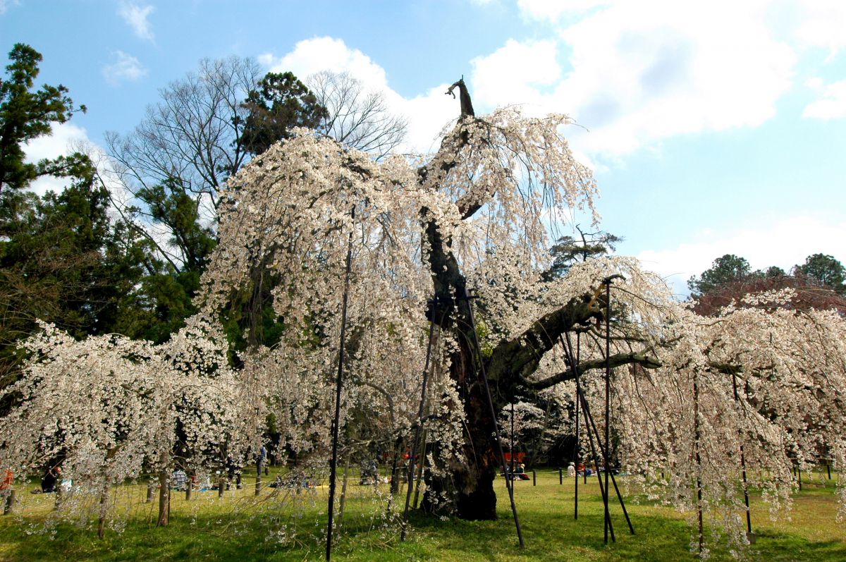 上賀茂神社（京都府）