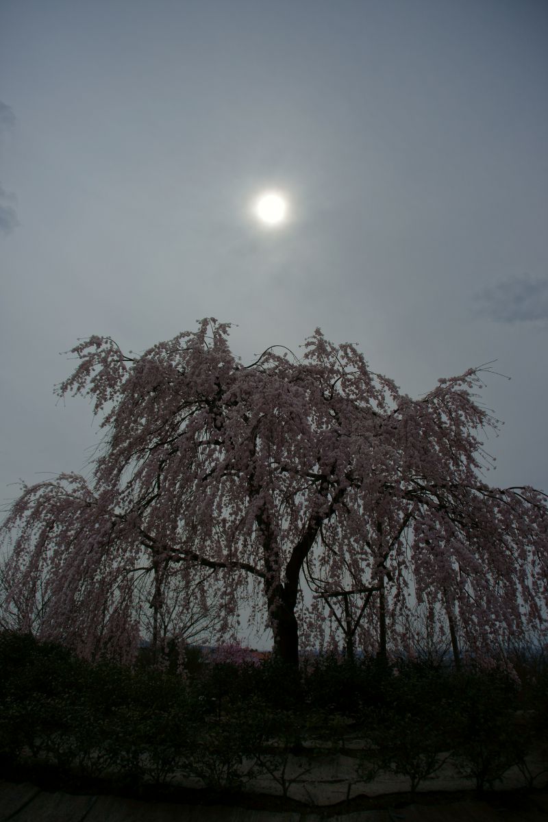 宇治市植物公園（京都府）