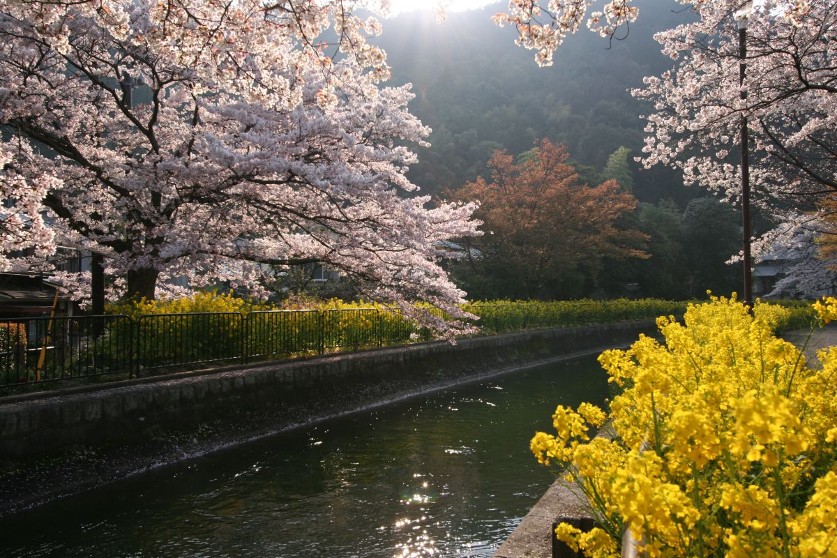 山科疏水（京都府）