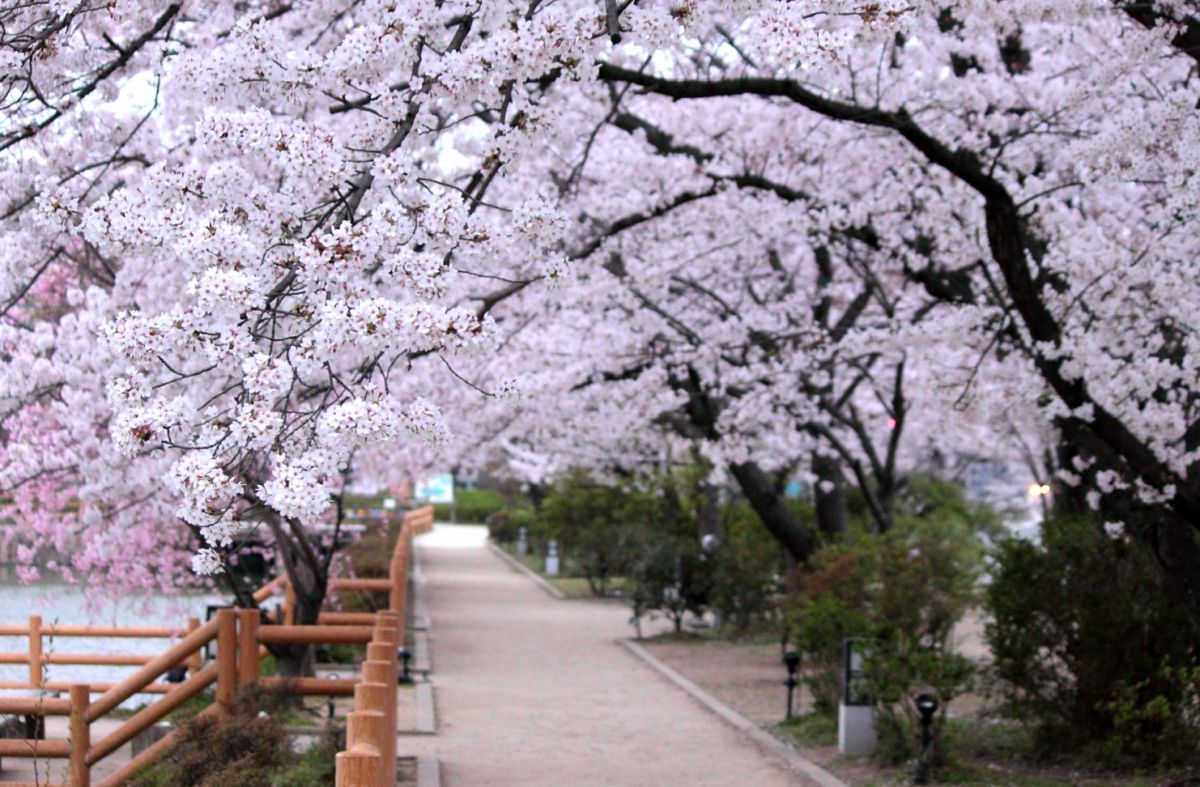 長岡天満宮八条ヶ池の桜（京都府）