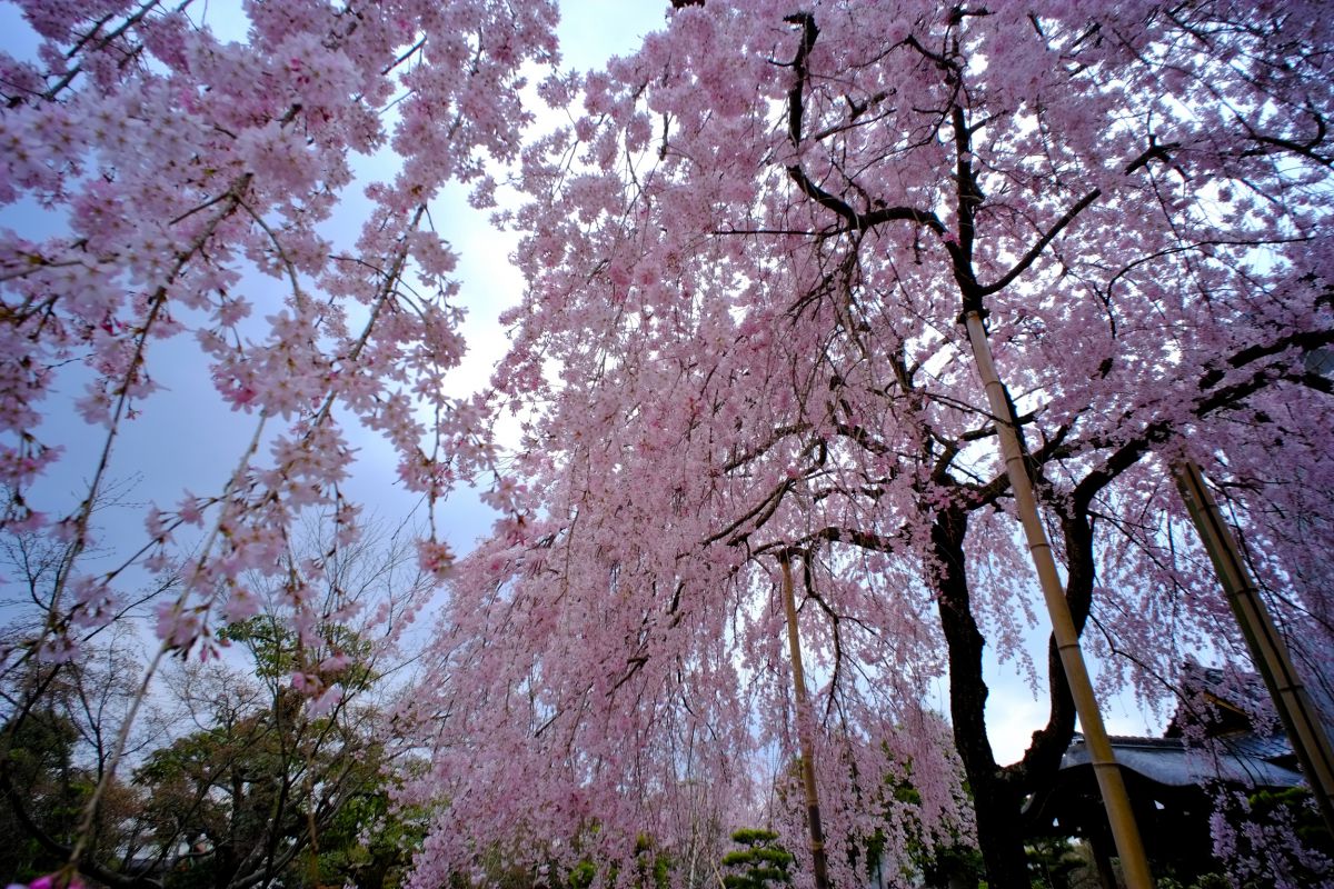 法金剛院（京都府）