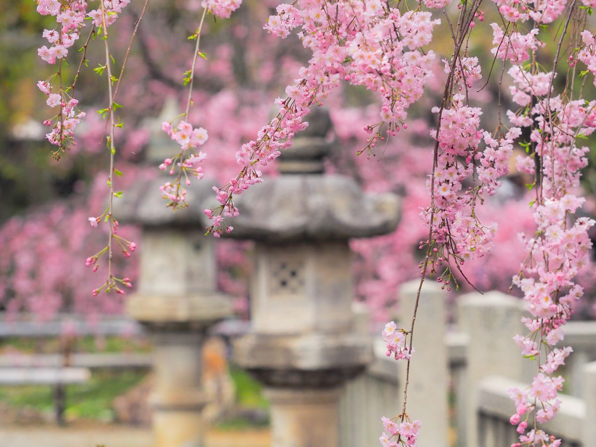 上品蓮台寺