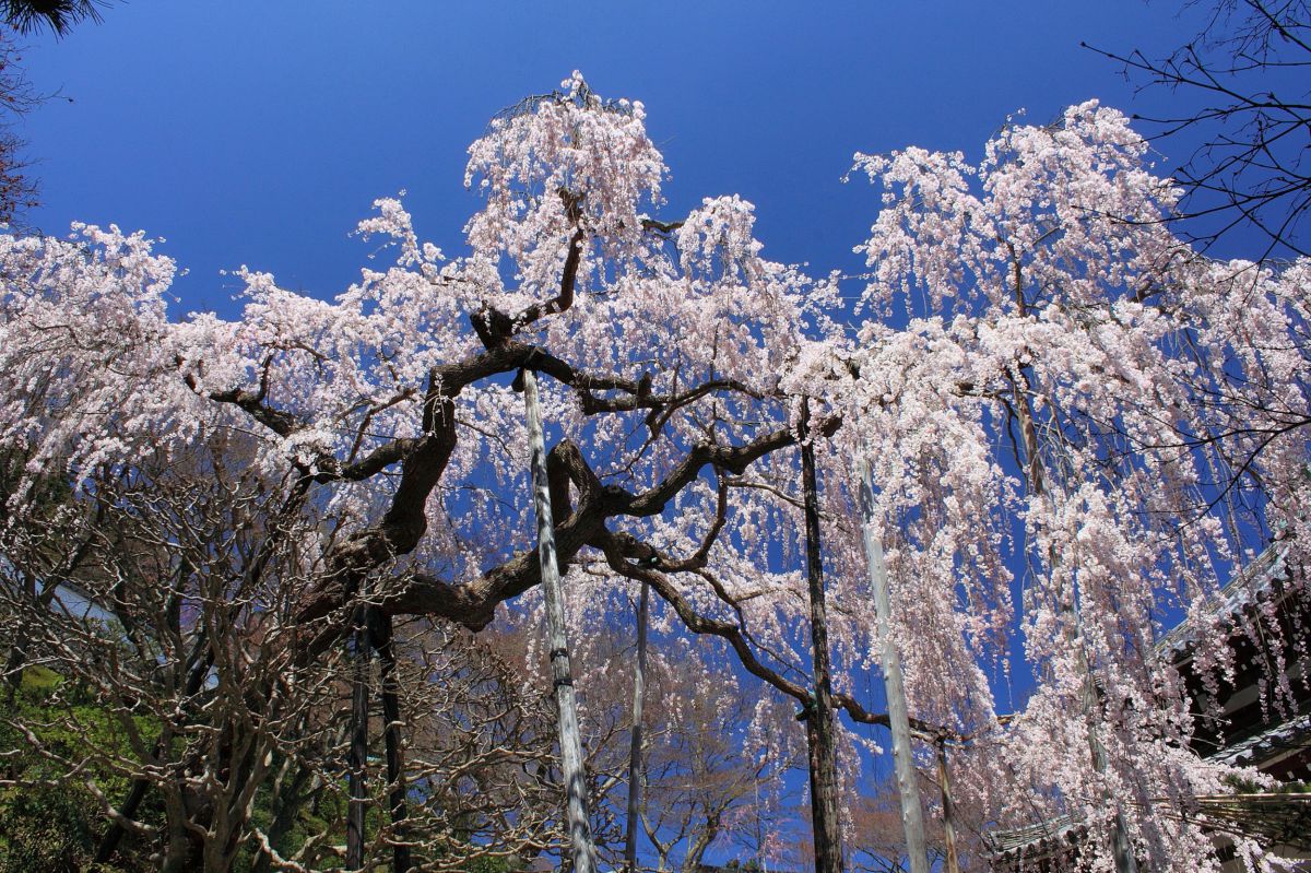 善峯寺（京都府）