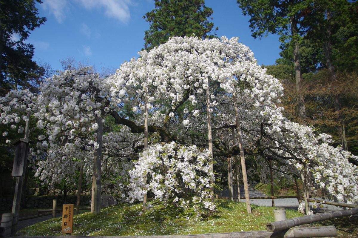 大原野神社