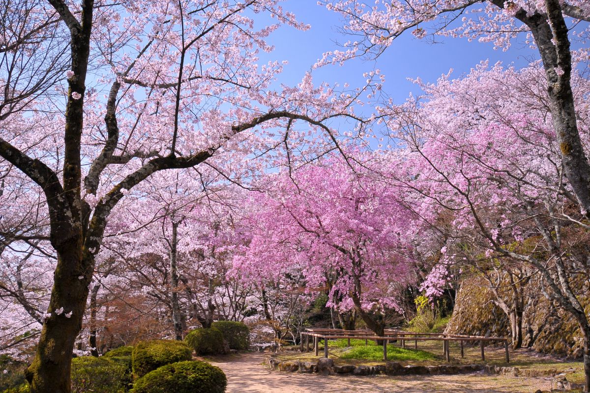 勝持寺（京都府）