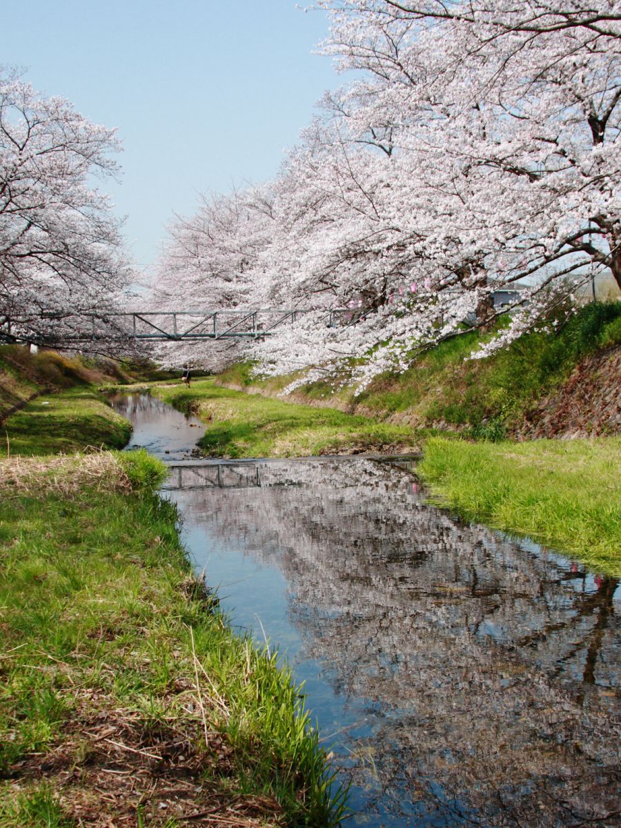 玉川の桜