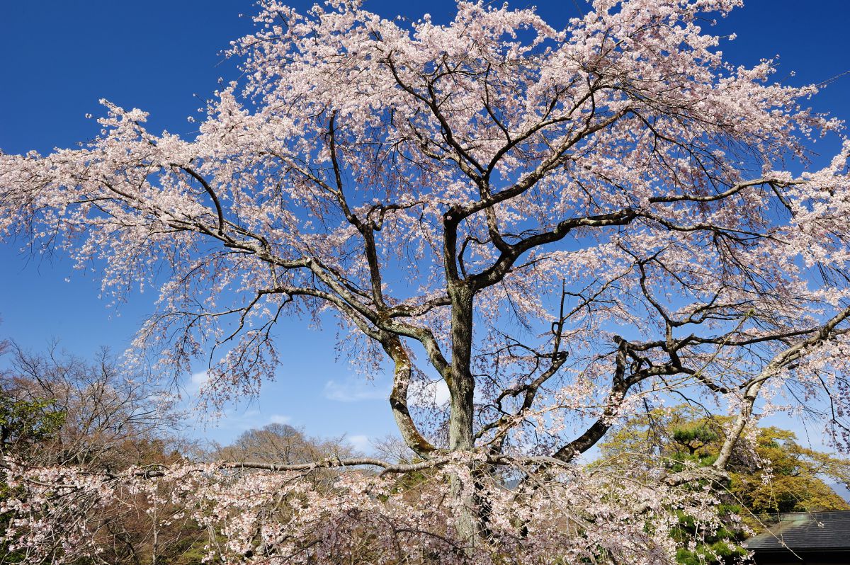 常寂光寺（京都府）