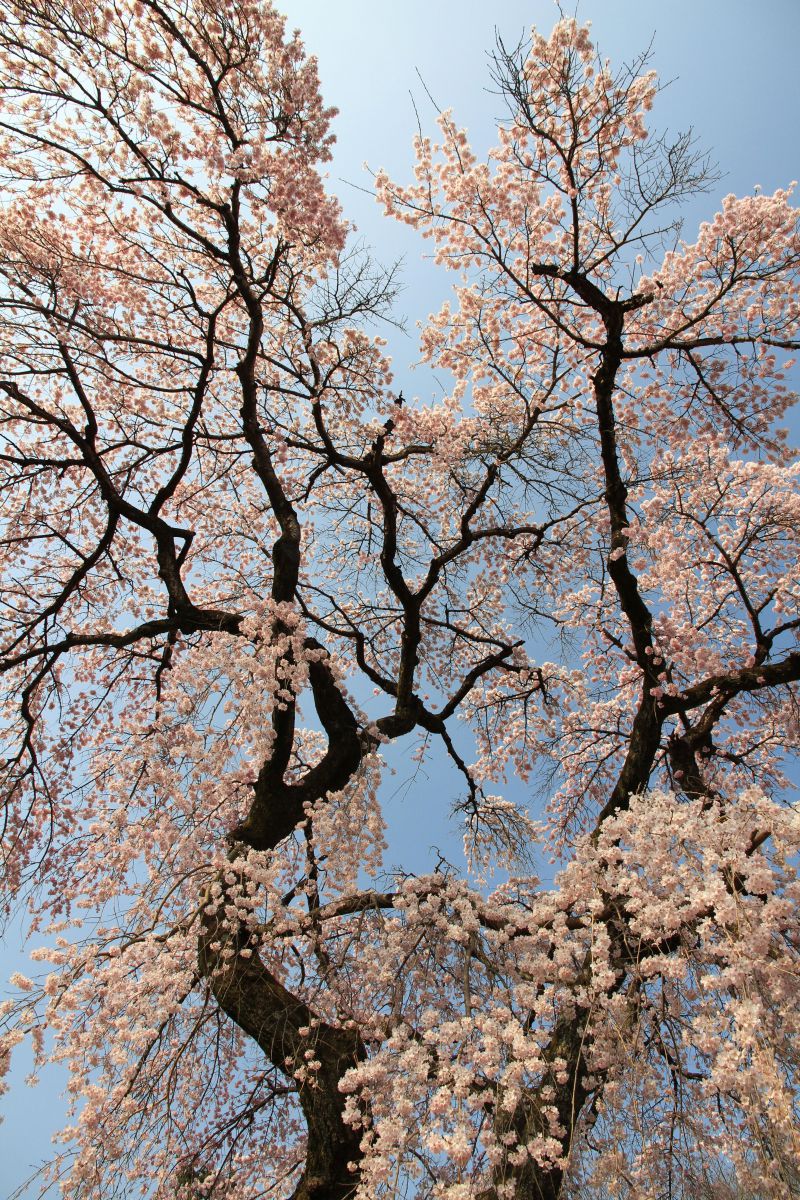 宇治橋上流