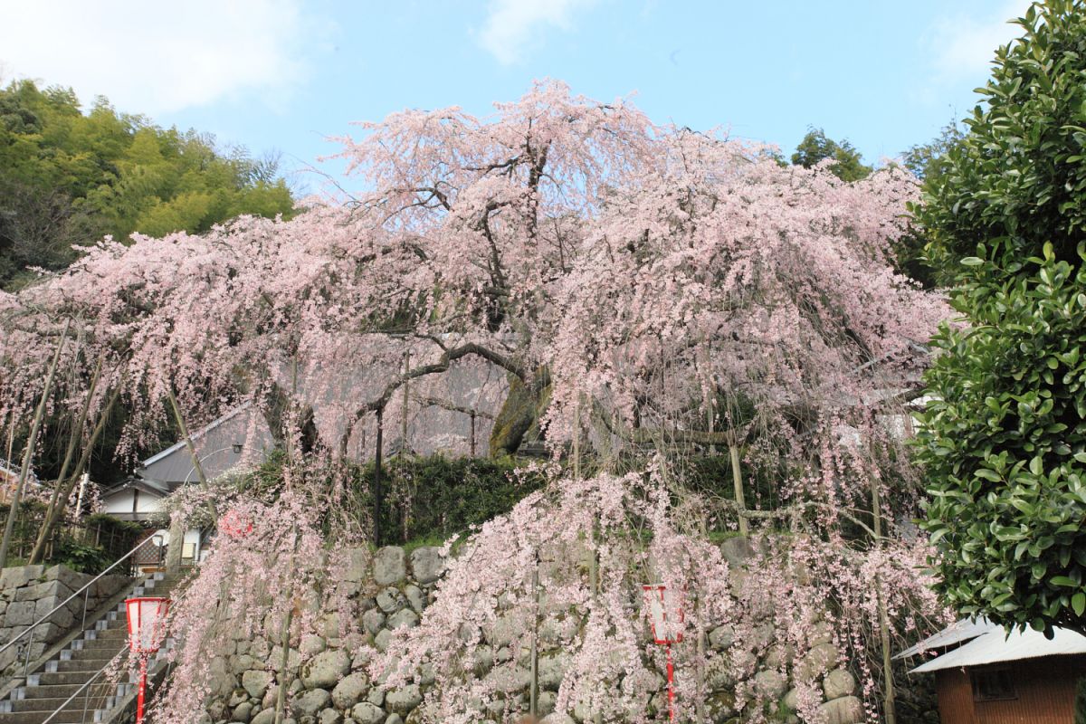 吉田のしだれ桜