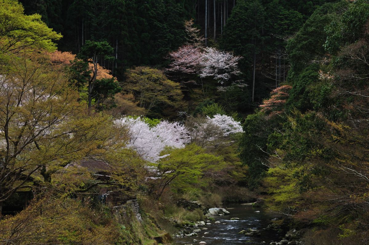 清滝（京都府）