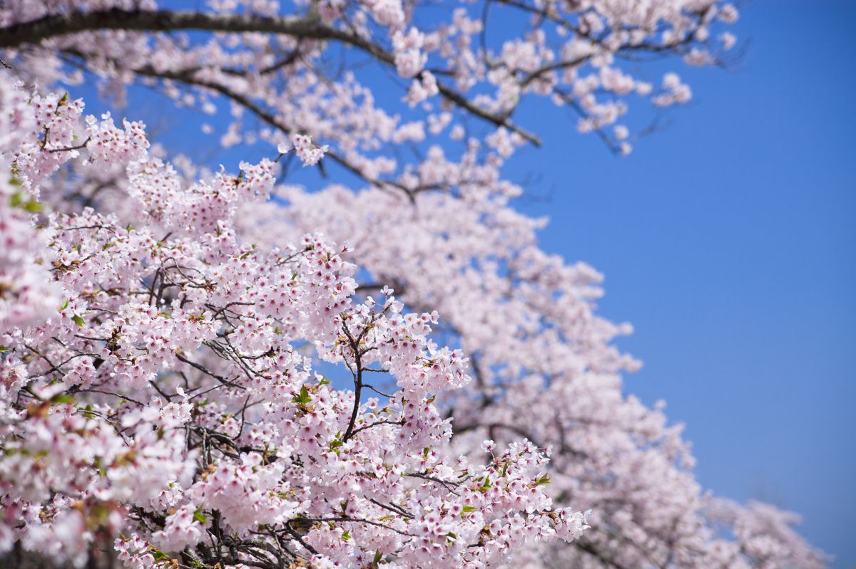 三神峯公園