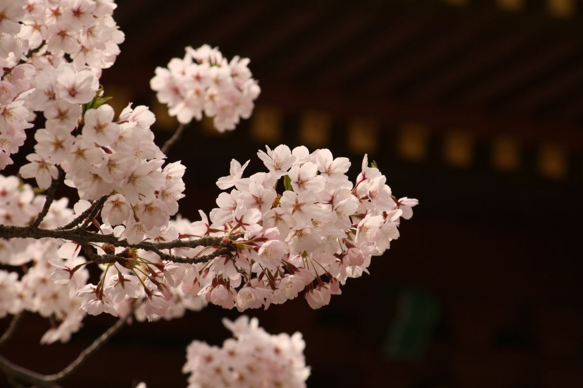 鹽竈神社