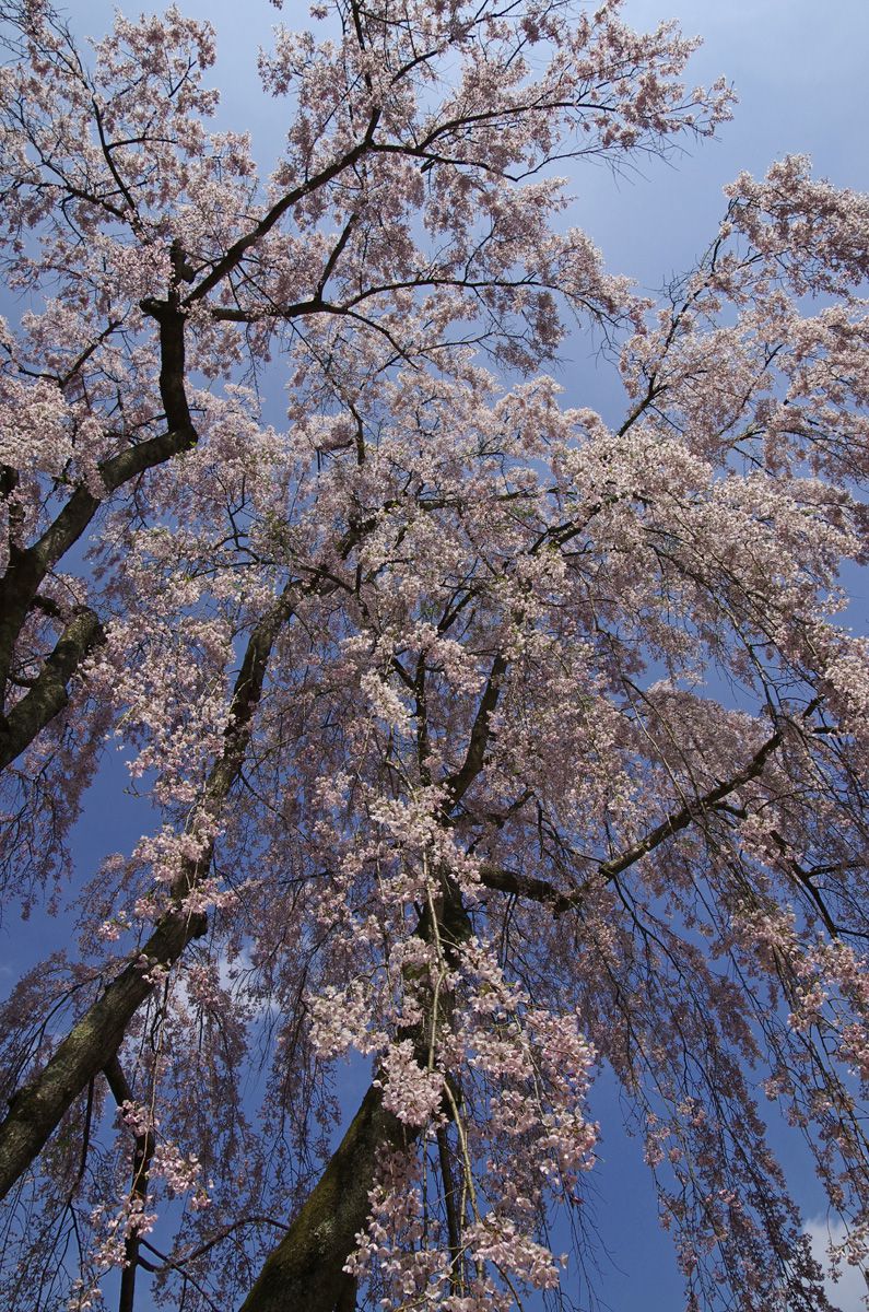 志波彦神社（宮城県）