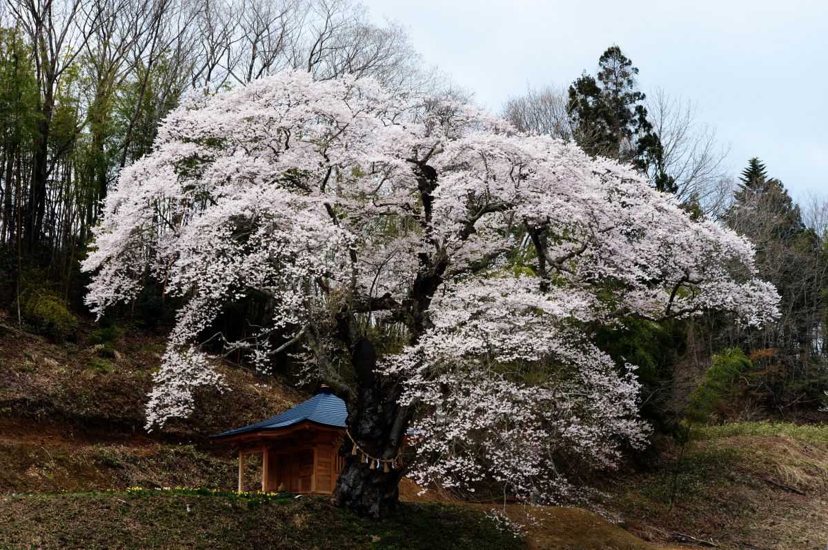 丸森町 親王桜