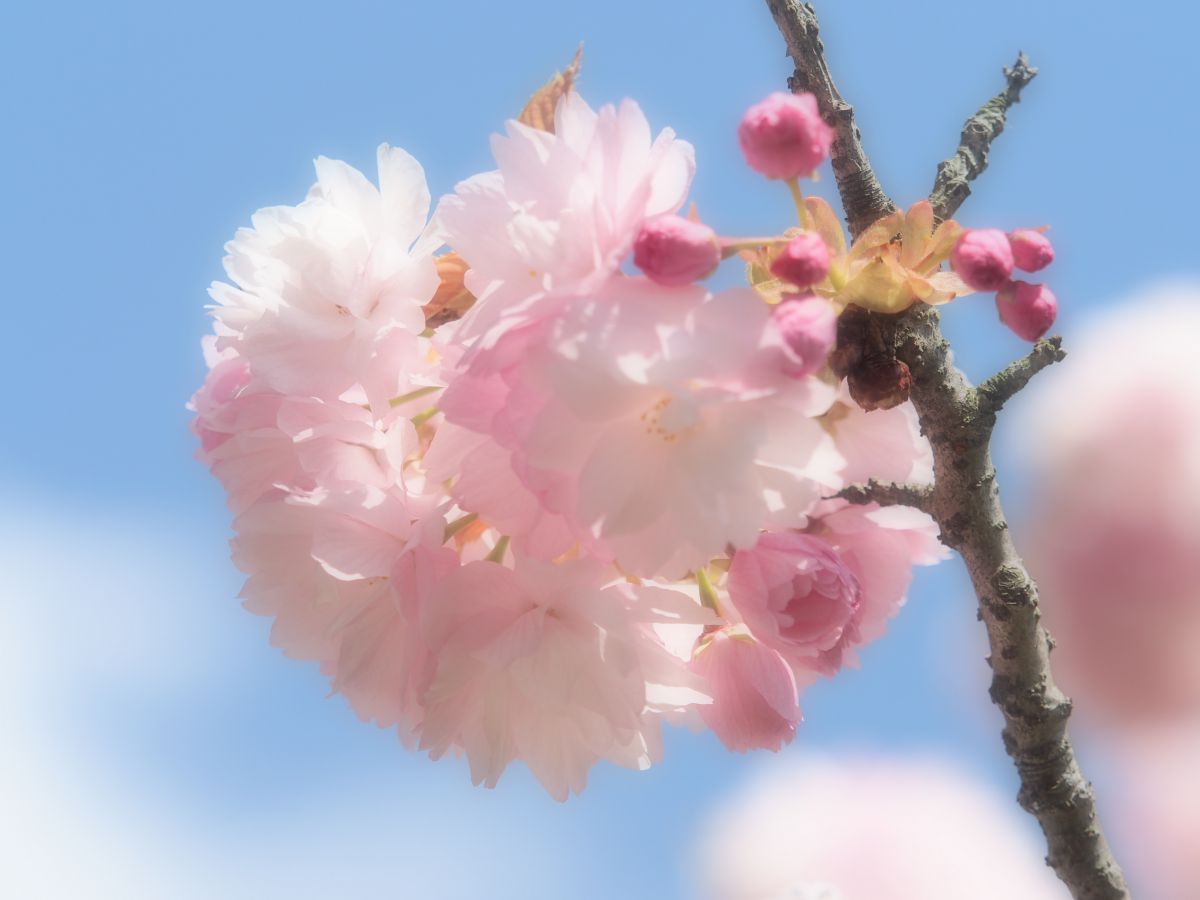 榴岡公園（宮城県）