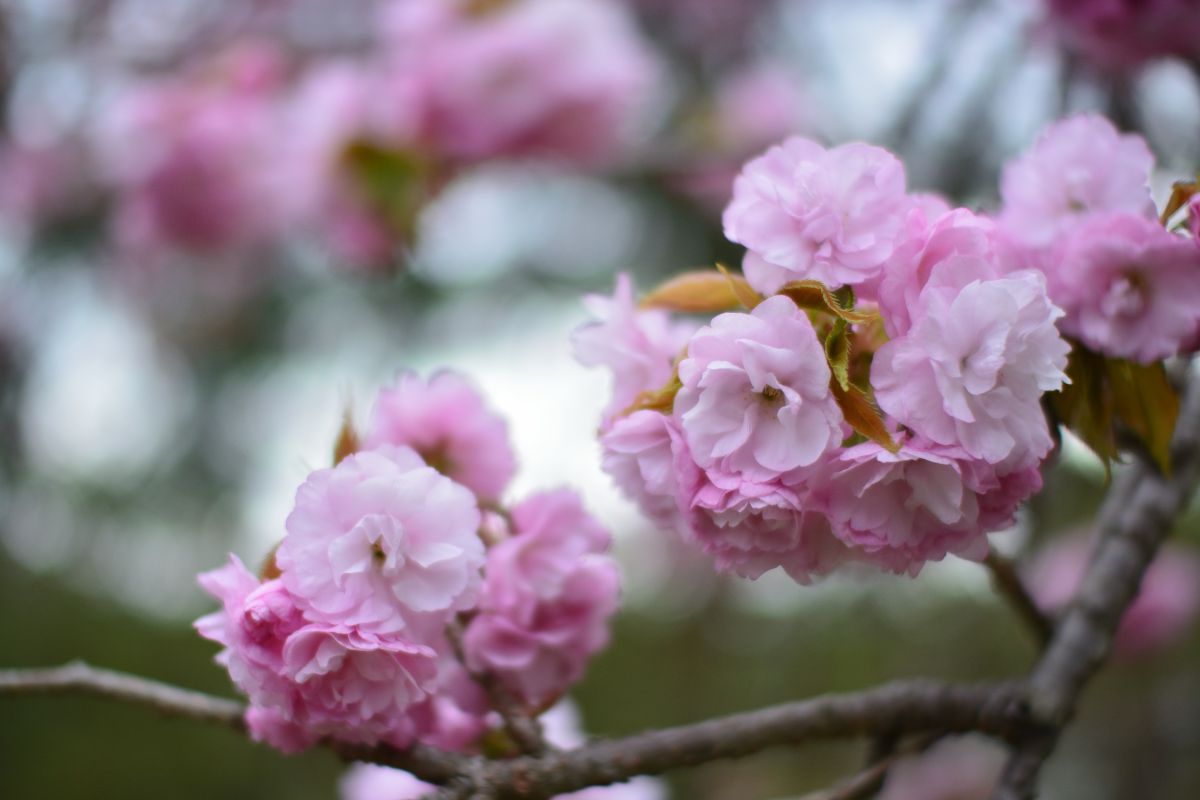 天神山公園