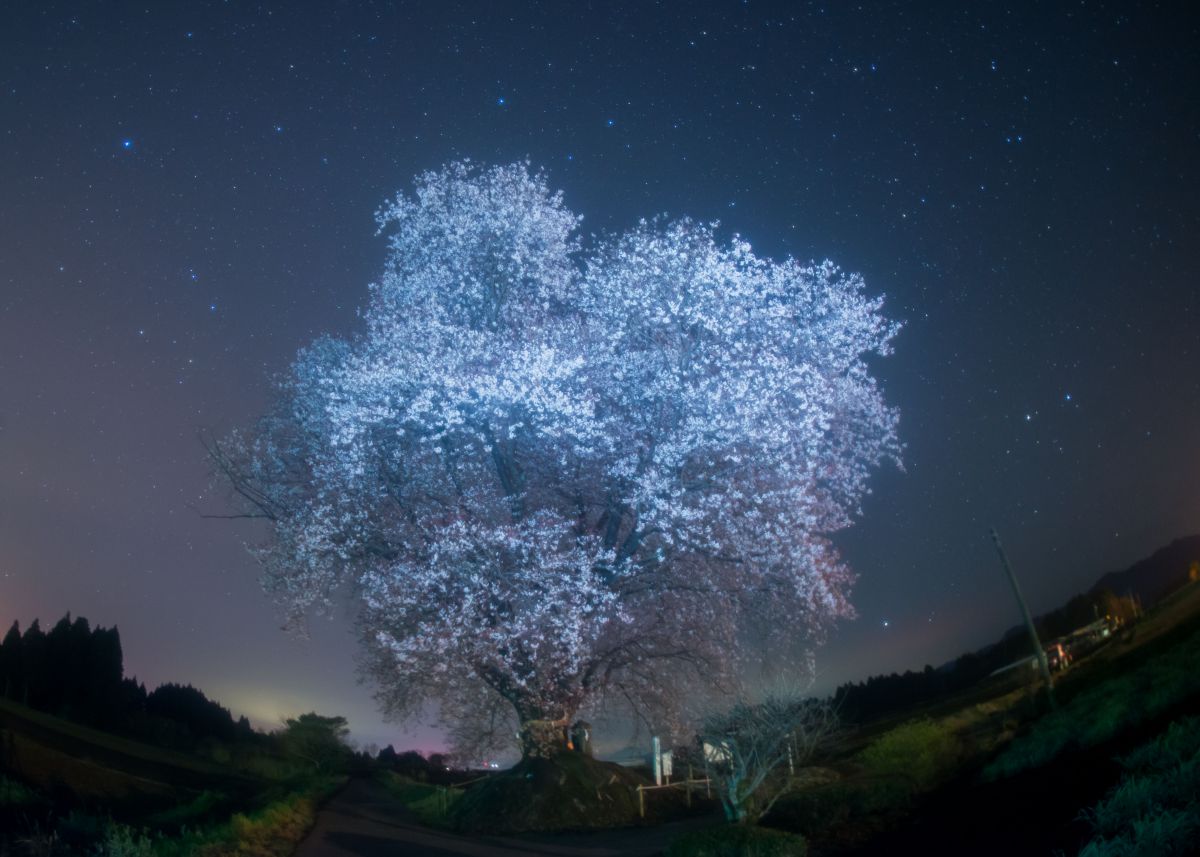 大坪の一本桜（宮崎県）