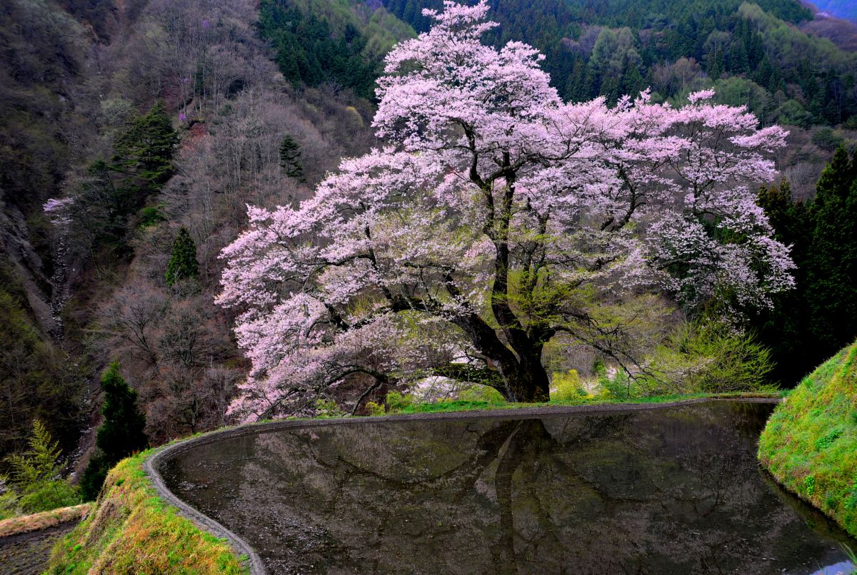 駒つなぎの桜