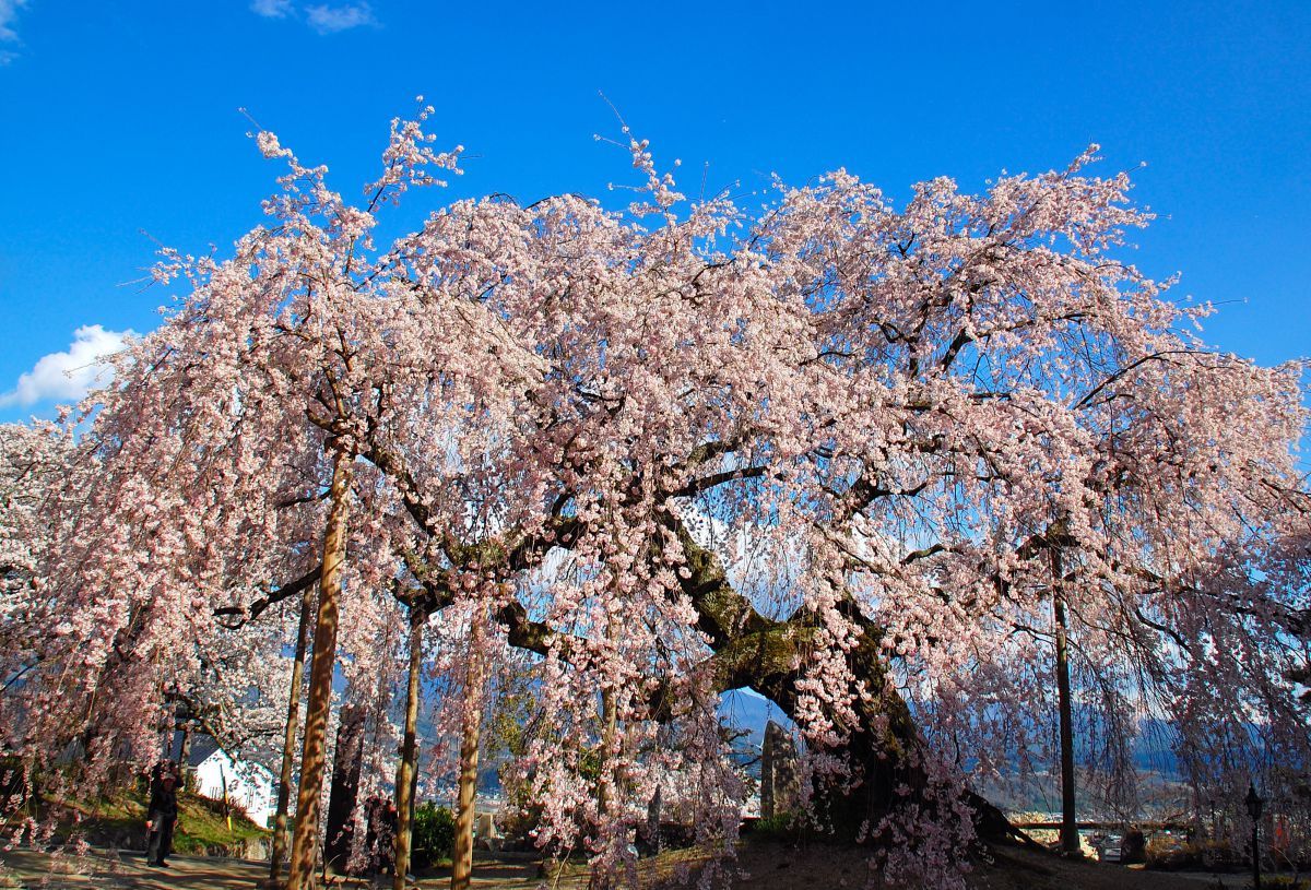 麻績の里 舞台桜