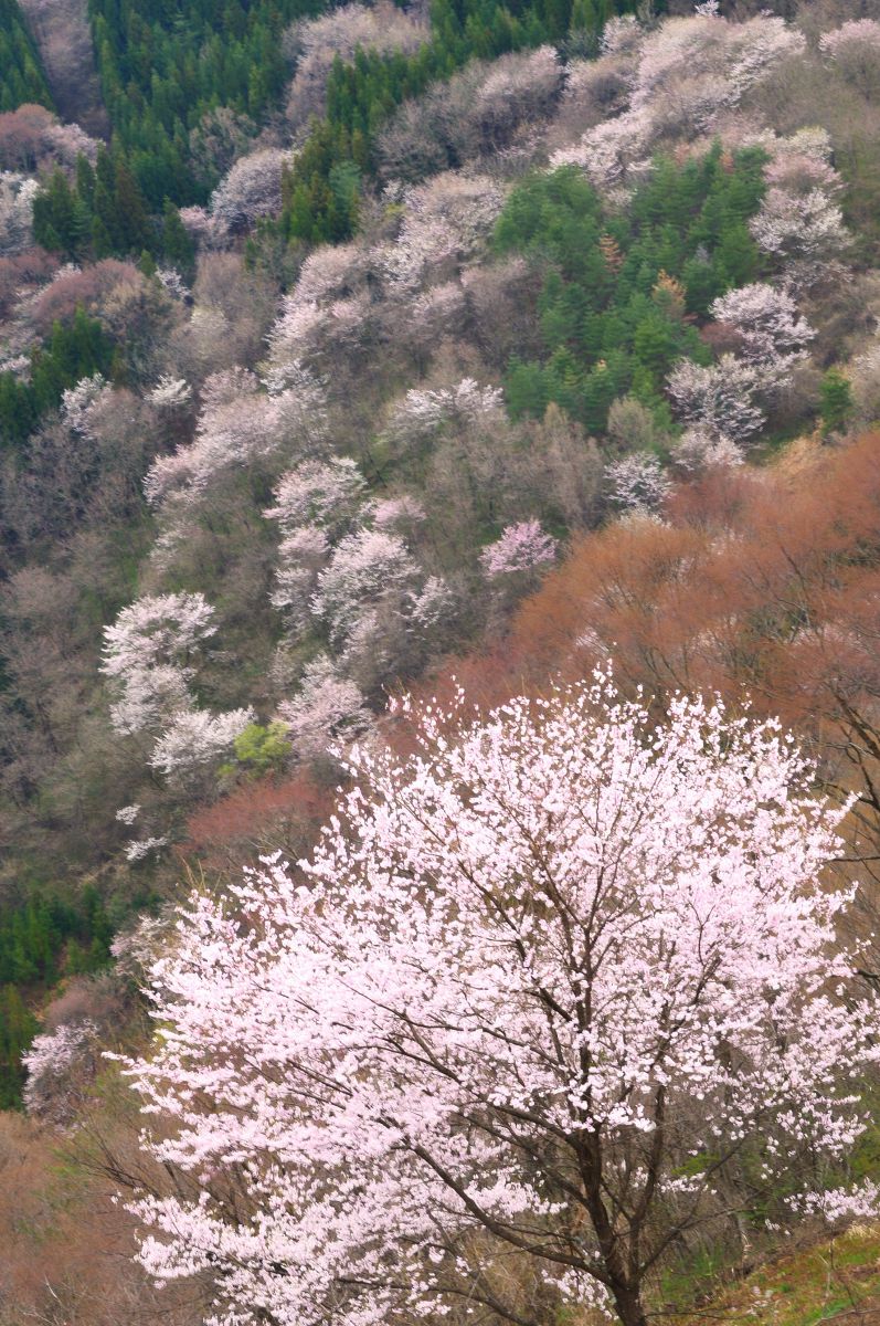 桜仙峡