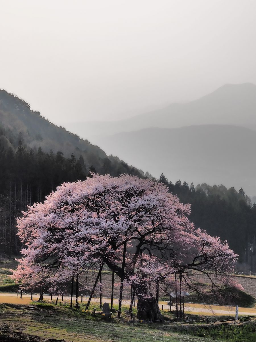 黒部のエドヒガン桜