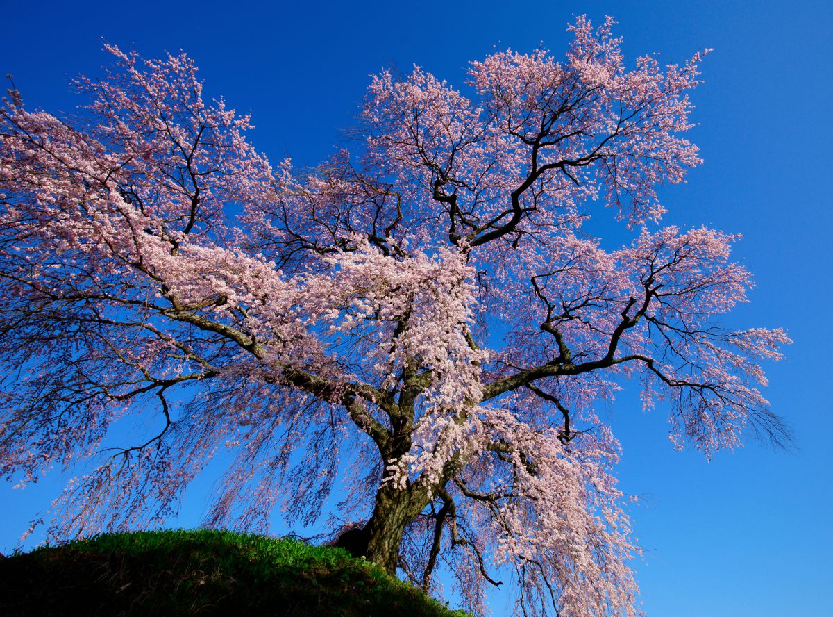 麻績の里 石塚桜