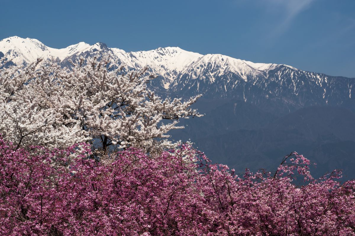 大草城址公園（長野県）