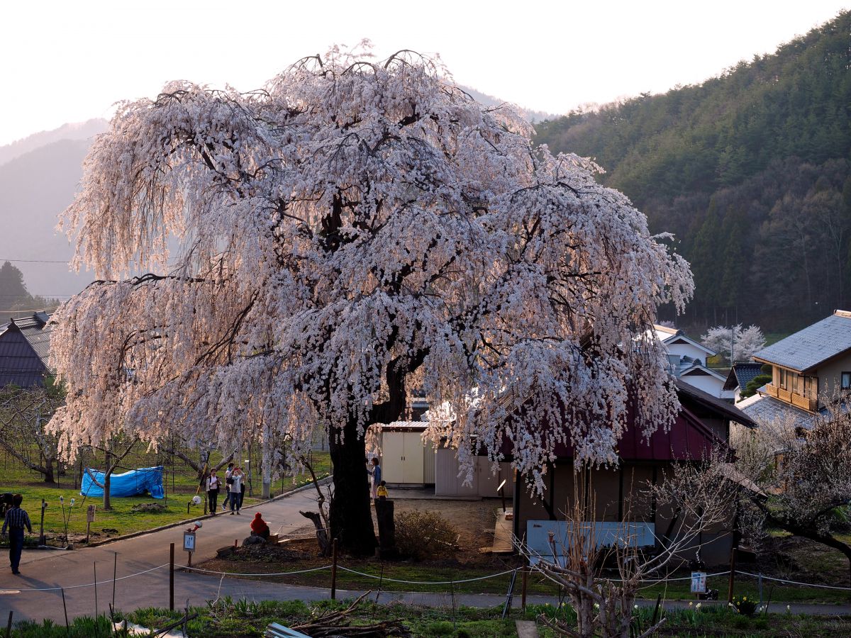 中塩のしだれ桜（長野県）