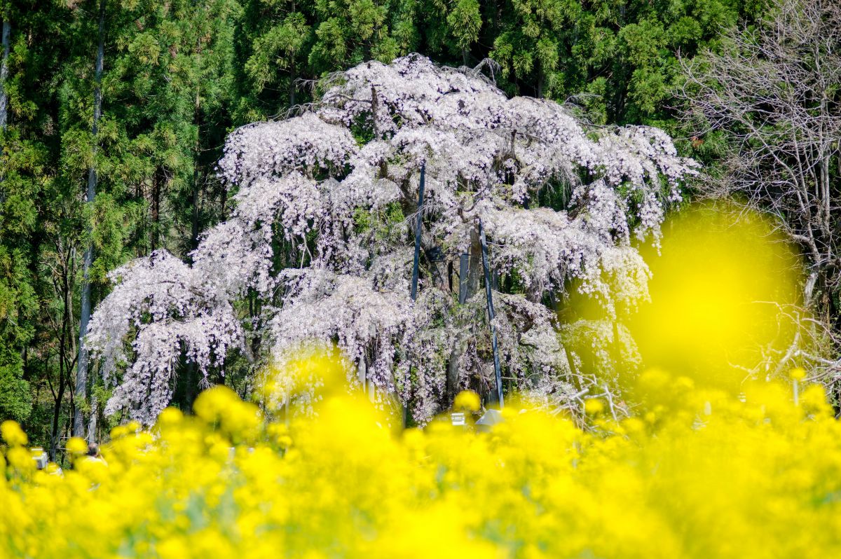 坪井のしだれ桜（長野県）