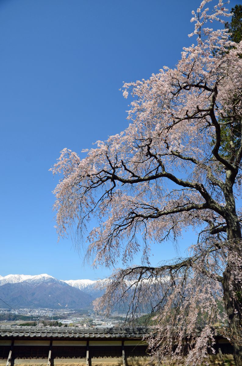 栖林寺