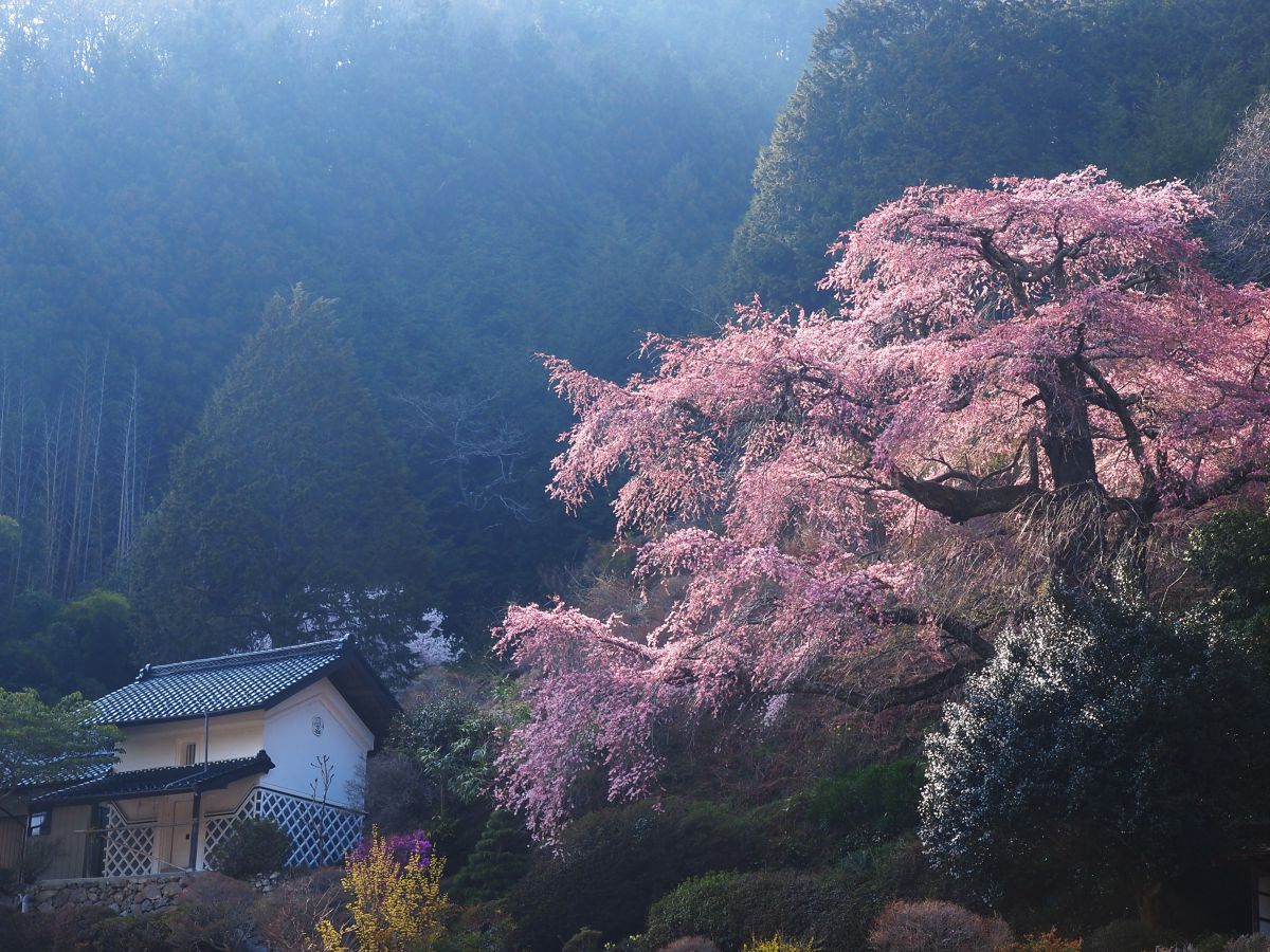 西丸尾のしだれ桜（長野県）