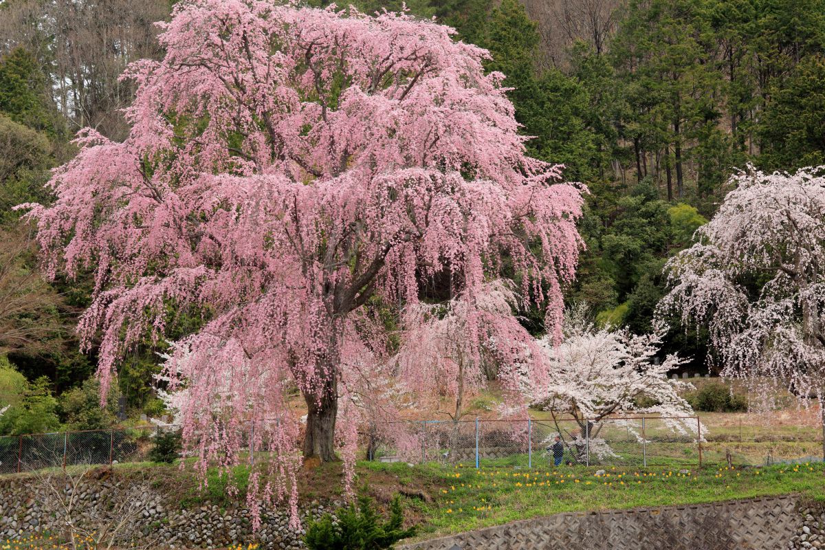 氏乗のしだれ桜（長野県）