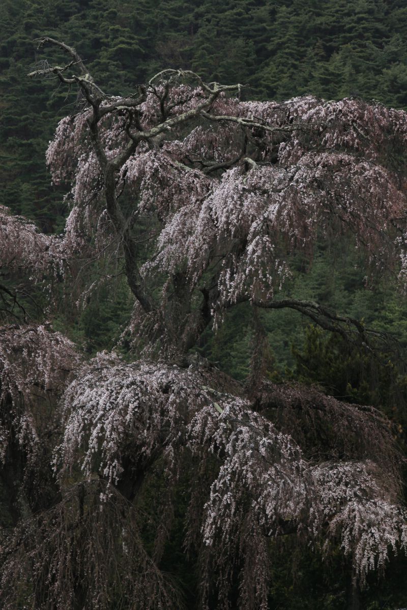 北小倉のしだれ桜