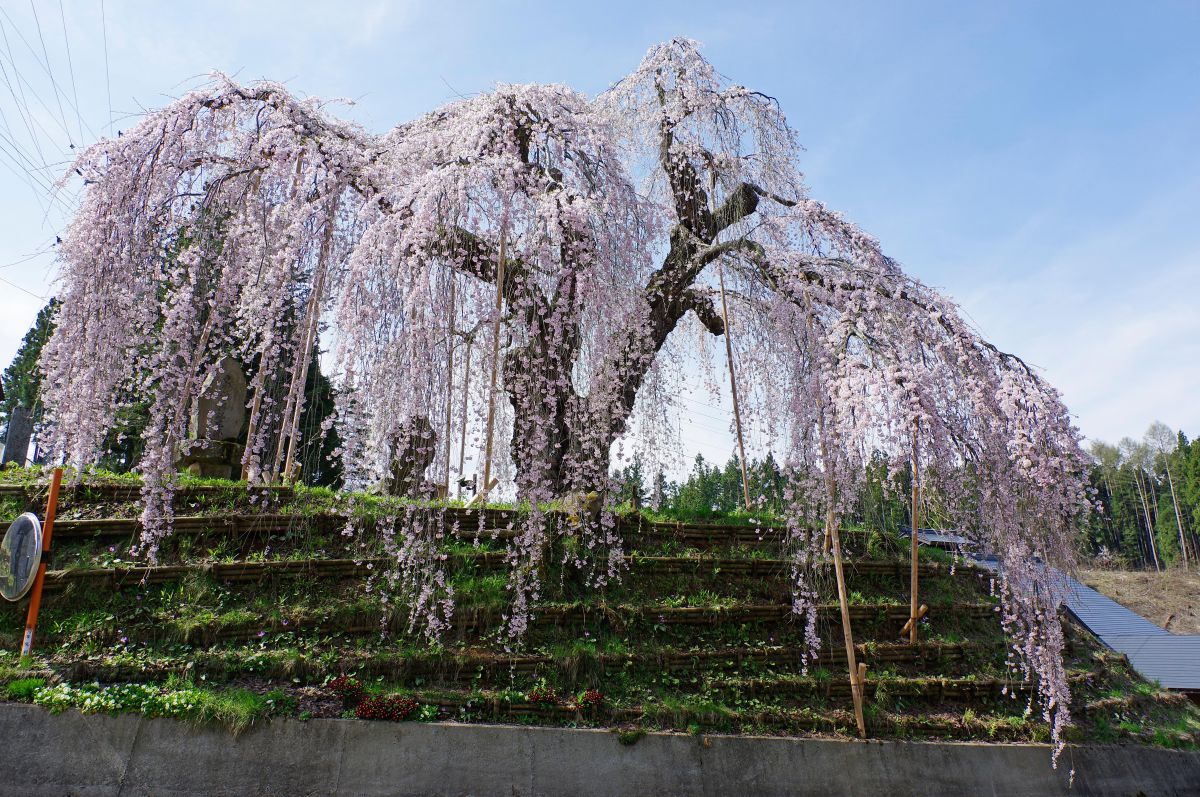 袖之山のしだれ桜（長野県）