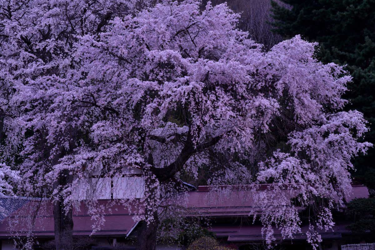 光輪寺（長野県）