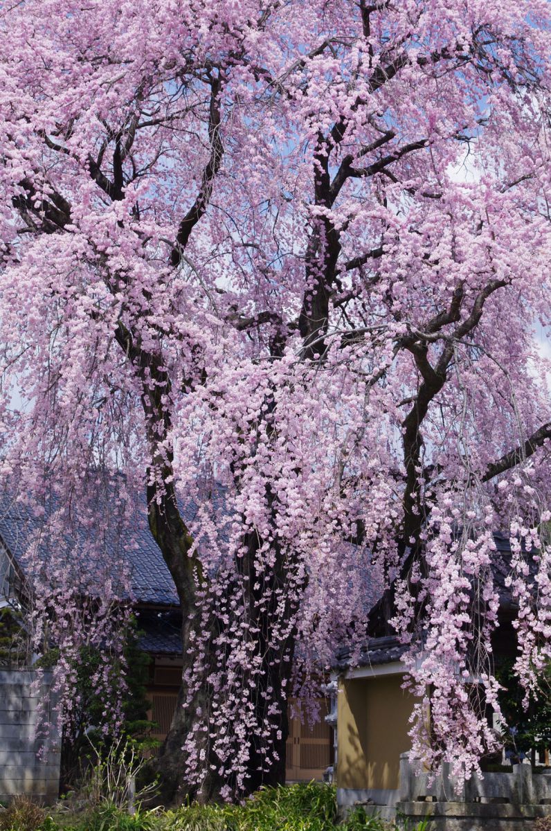 黄梅院（長野県）