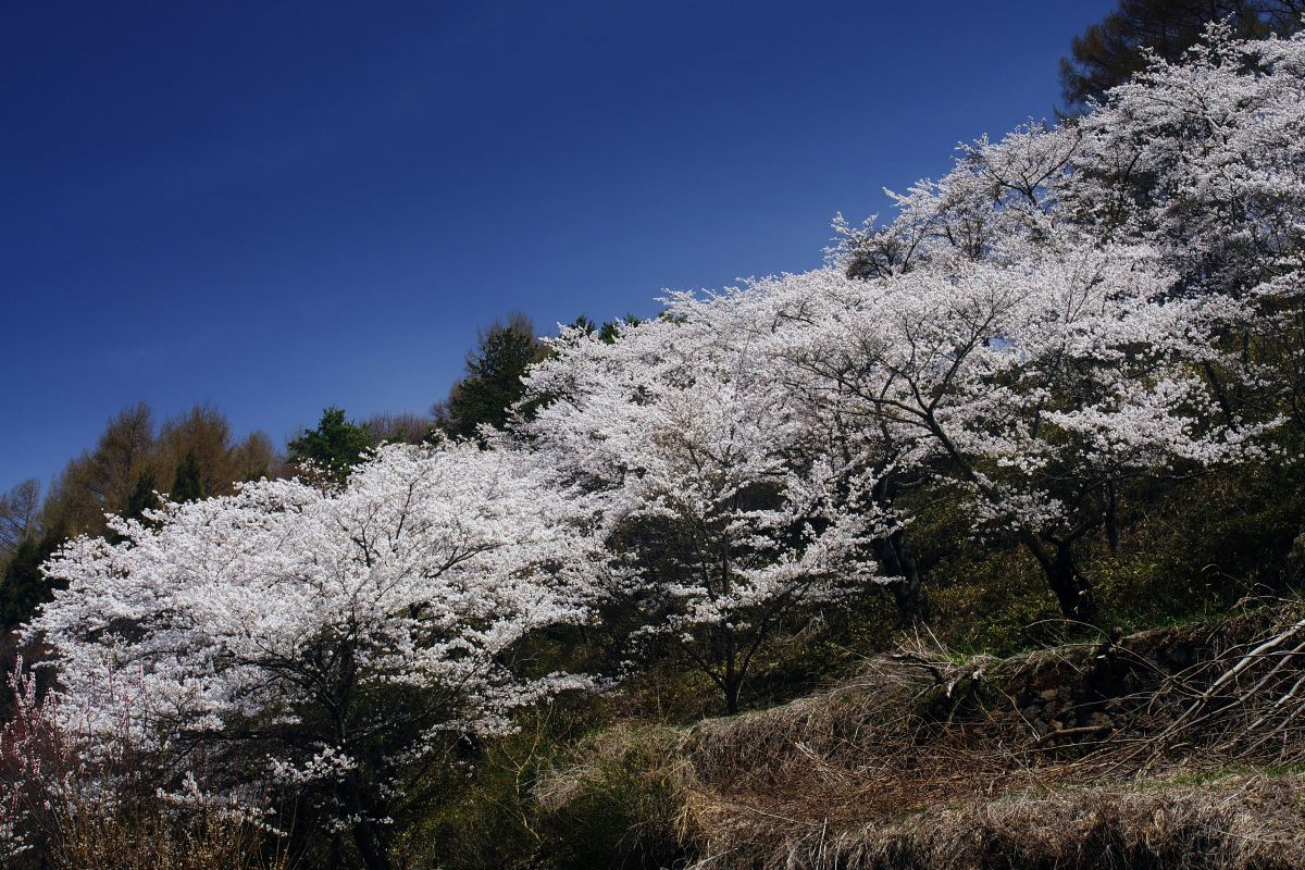 八千穂高原（長野県）