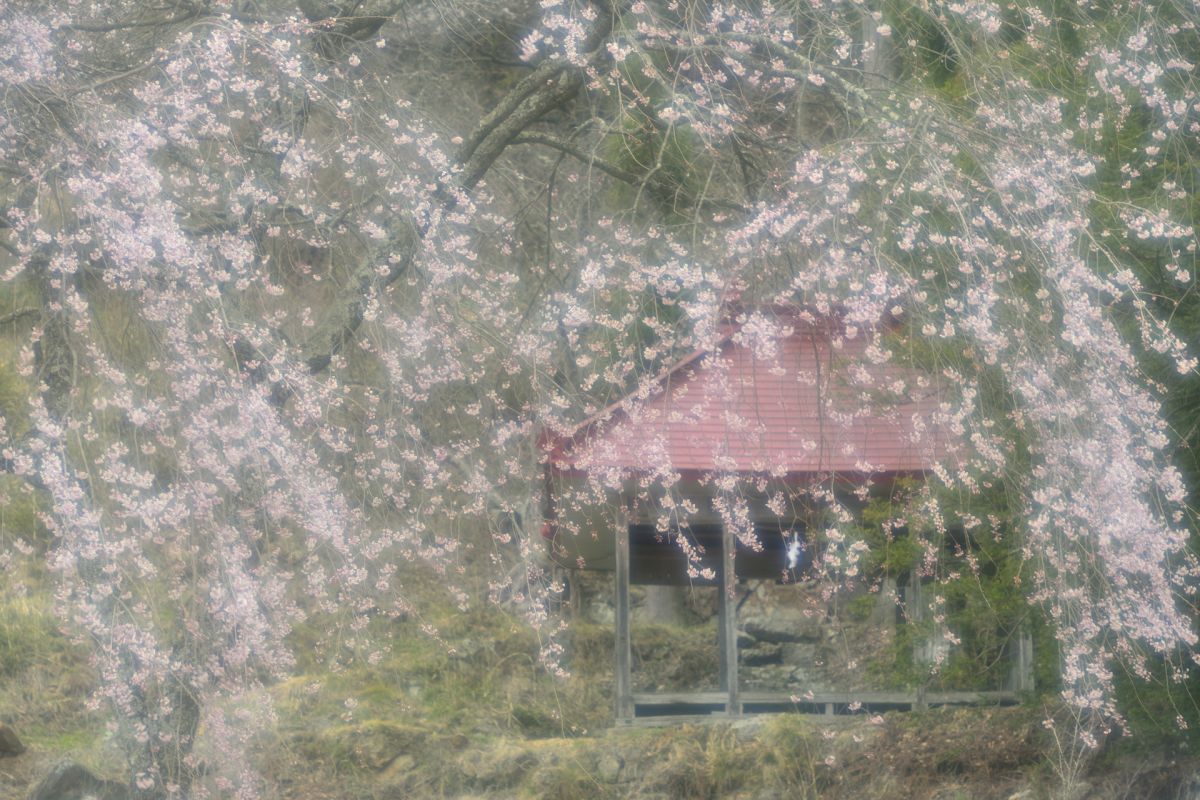 赤和観音のしだれ桜